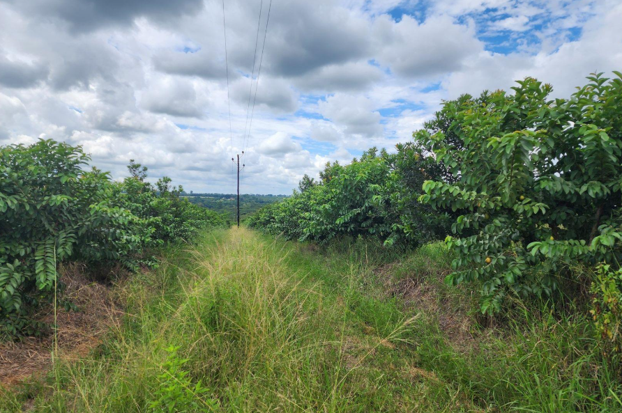 Commercial Property for Sale in Levubu Limpopo