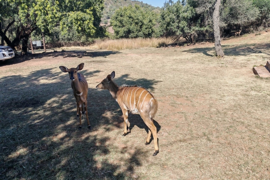 4 Bedroom Property for Sale in Bela Bela Limpopo