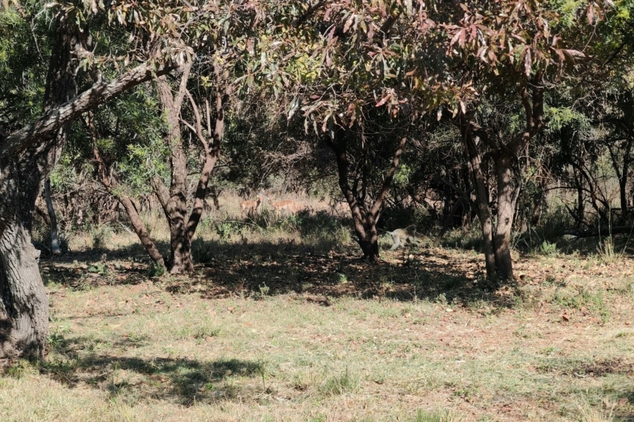 4 Bedroom Property for Sale in Bela Bela Limpopo