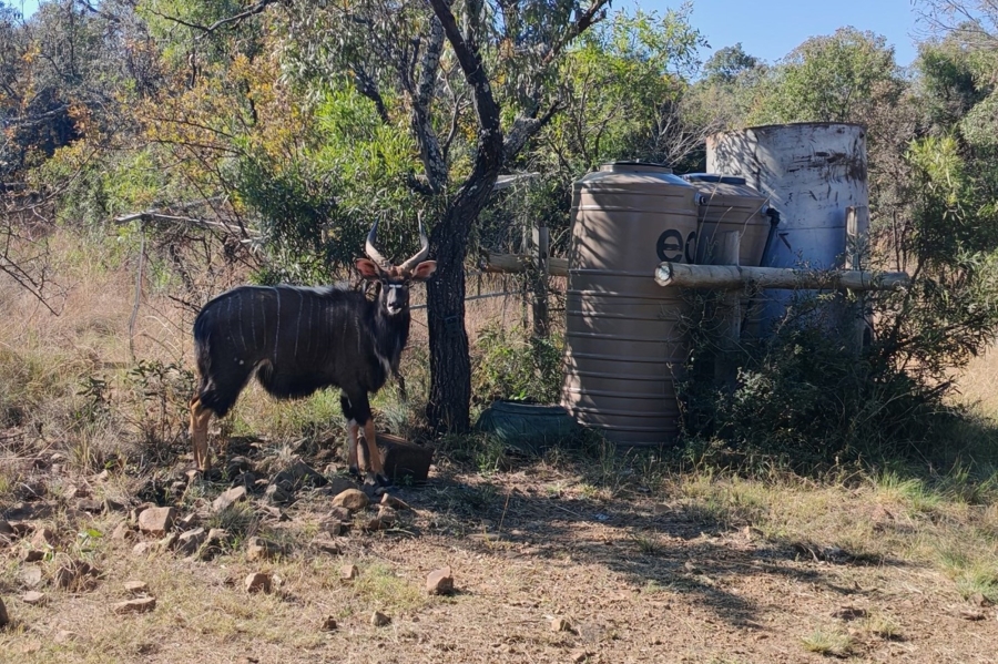 4 Bedroom Property for Sale in Bela Bela Limpopo