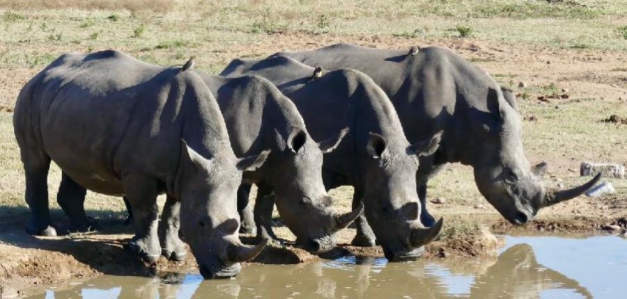 Commercial Property for Sale in Welgevonden Game Reserve Limpopo