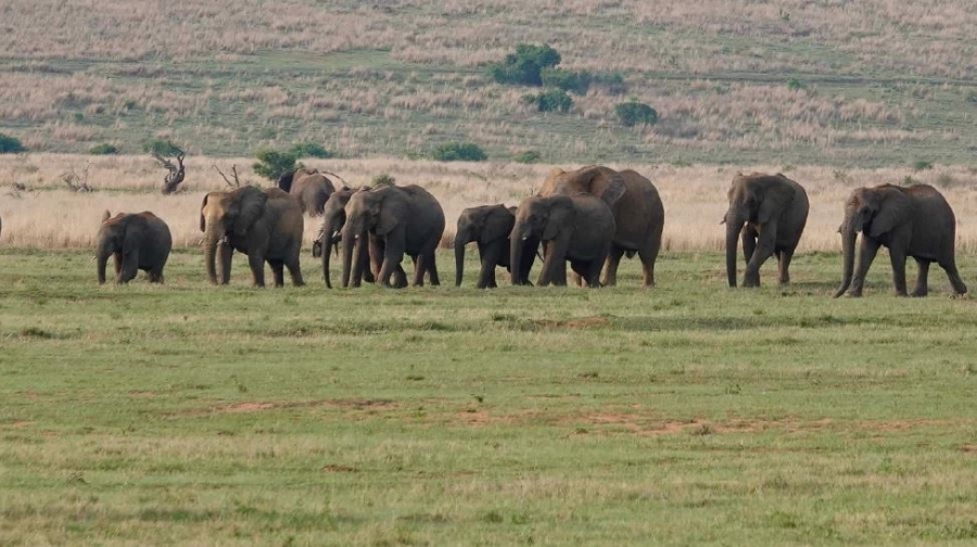 Commercial Property for Sale in Welgevonden Game Reserve Limpopo