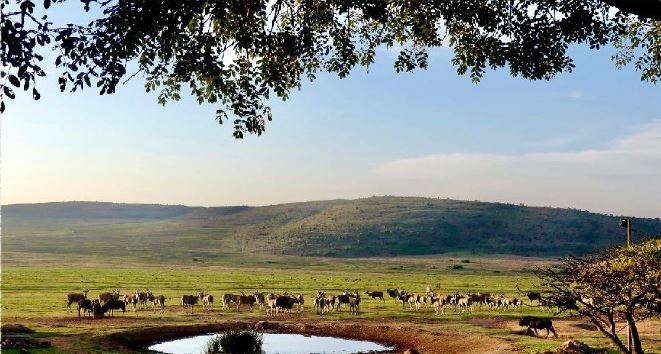 Commercial Property for Sale in Welgevonden Game Reserve Limpopo