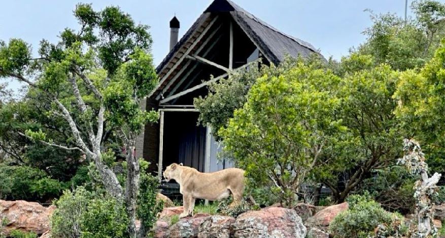 Commercial Property for Sale in Welgevonden Game Reserve Limpopo