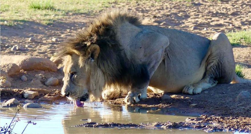 Commercial Property for Sale in Welgevonden Game Reserve Limpopo