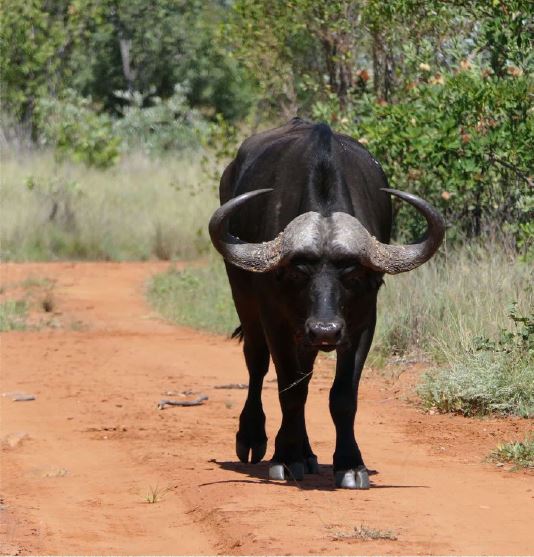 Commercial Property for Sale in Welgevonden Game Reserve Limpopo