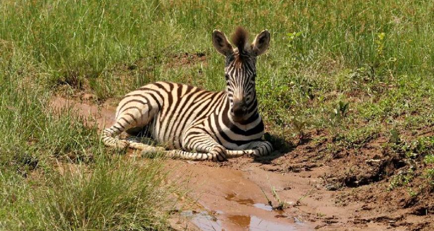 Commercial Property for Sale in Welgevonden Game Reserve Limpopo