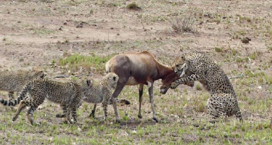 Commercial Property for Sale in Welgevonden Game Reserve Limpopo