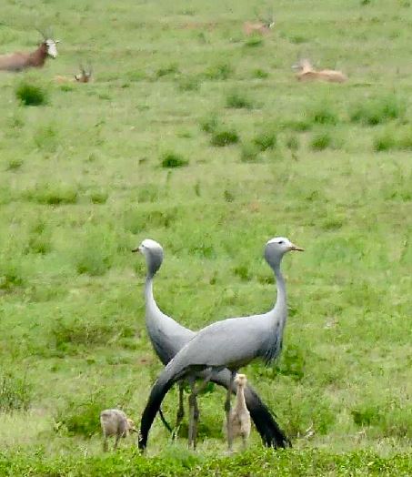 Commercial Property for Sale in Welgevonden Game Reserve Limpopo