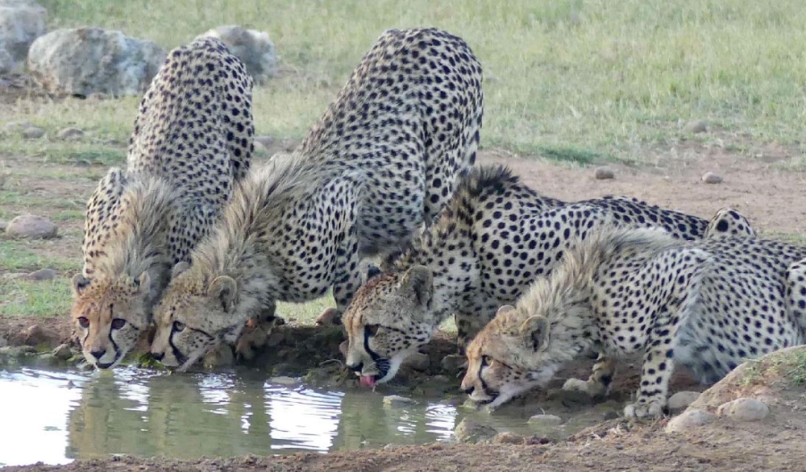 Commercial Property for Sale in Welgevonden Game Reserve Limpopo