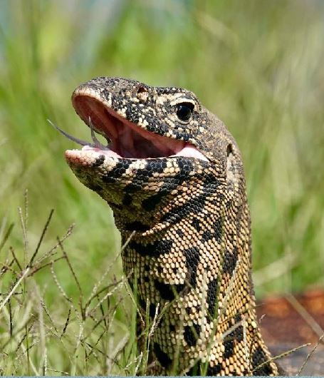 Commercial Property for Sale in Welgevonden Game Reserve Limpopo