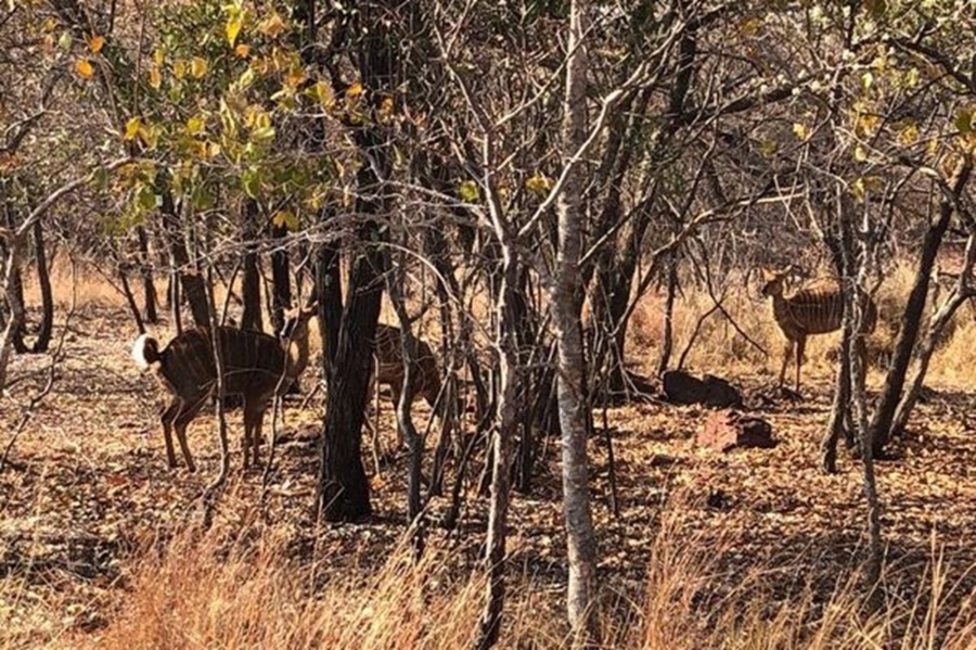 0 Bedroom Property for Sale in Negester Klein Kariba Limpopo