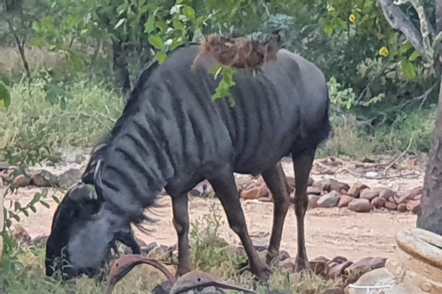 3 Bedroom Property for Sale in Blyde Wildlife Estate Limpopo