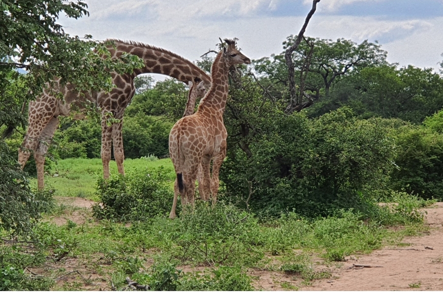 3 Bedroom Property for Sale in Blyde Wildlife Estate Limpopo