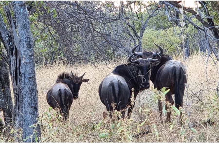 3 Bedroom Property for Sale in Blyde Wildlife Estate Limpopo