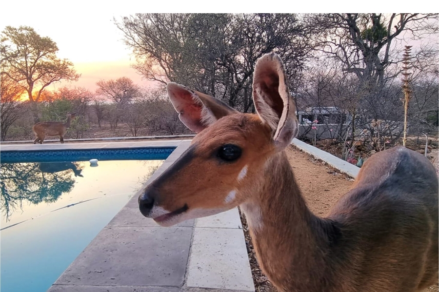 3 Bedroom Property for Sale in Blyde Wildlife Estate Limpopo
