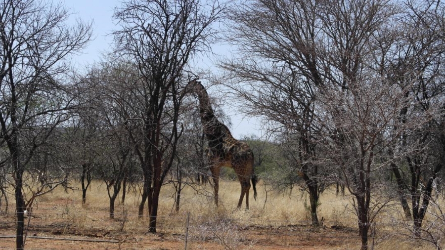 0 Bedroom Property for Sale in Mookgopong Limpopo