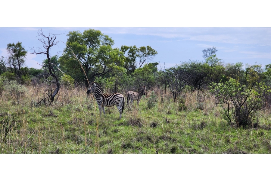 4 Bedroom Property for Sale in Bela Bela Limpopo