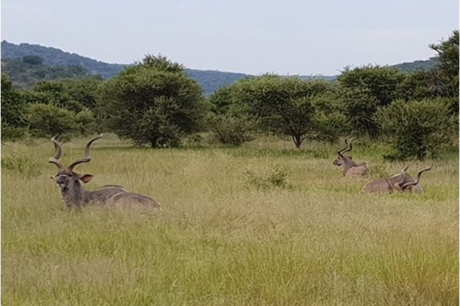 4 Bedroom Property for Sale in Intaba Indle Wilderness Estate Limpopo