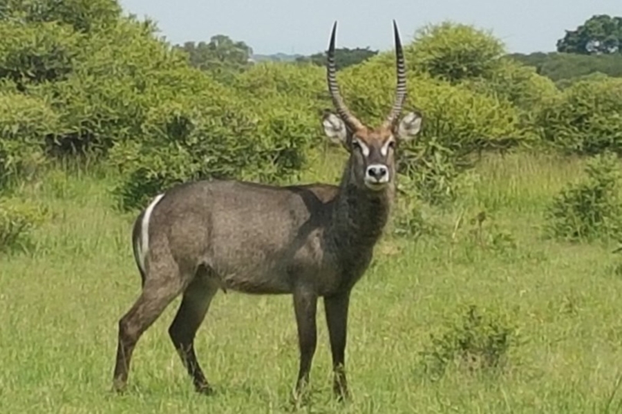 4 Bedroom Property for Sale in Intaba Indle Wilderness Estate Limpopo