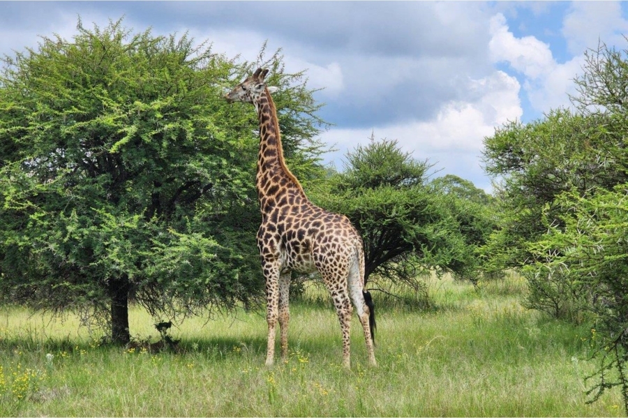 4 Bedroom Property for Sale in Intaba Indle Wilderness Estate Limpopo