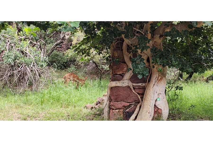 4 Bedroom Property for Sale in Intaba Indle Wilderness Estate Limpopo