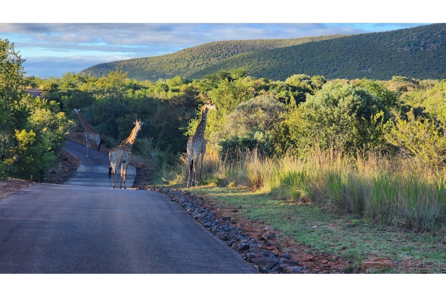 4 Bedroom Property for Sale in Zwartkloof Private Game Reserve Limpopo