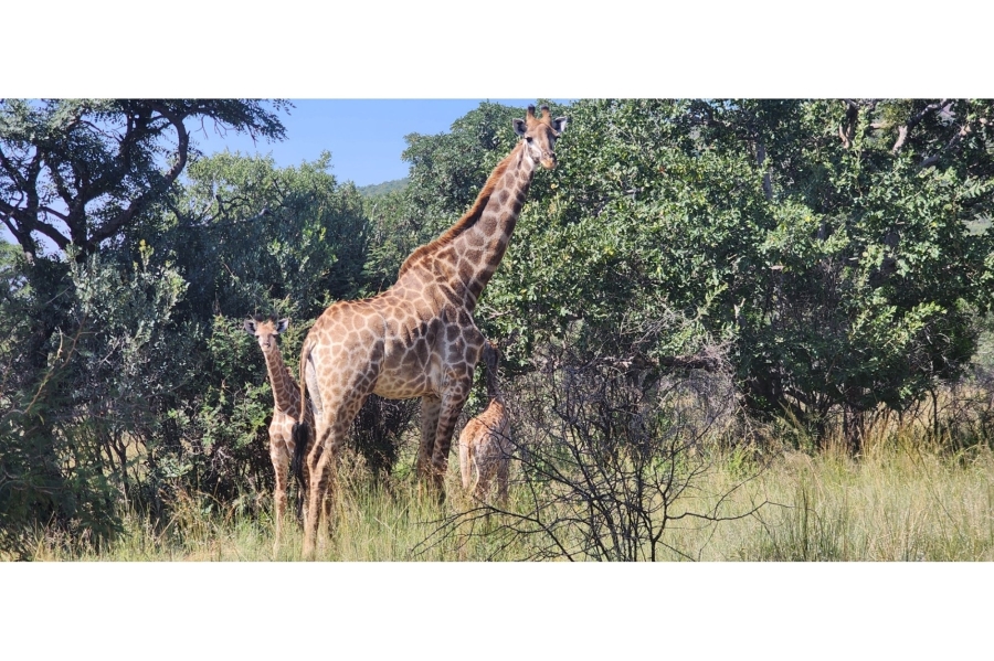 4 Bedroom Property for Sale in Zwartkloof Private Game Reserve Limpopo