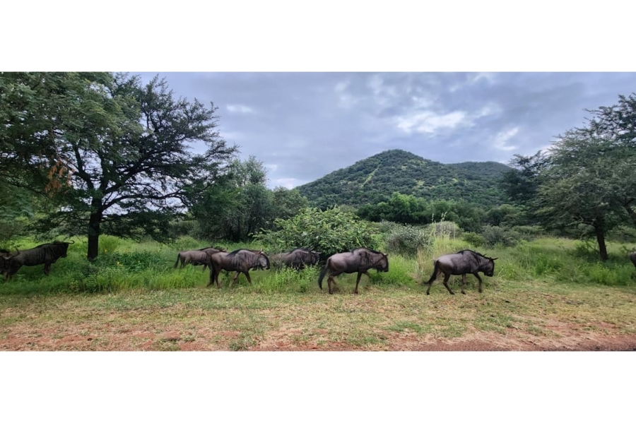 4 Bedroom Property for Sale in Zwartkloof Private Game Reserve Limpopo