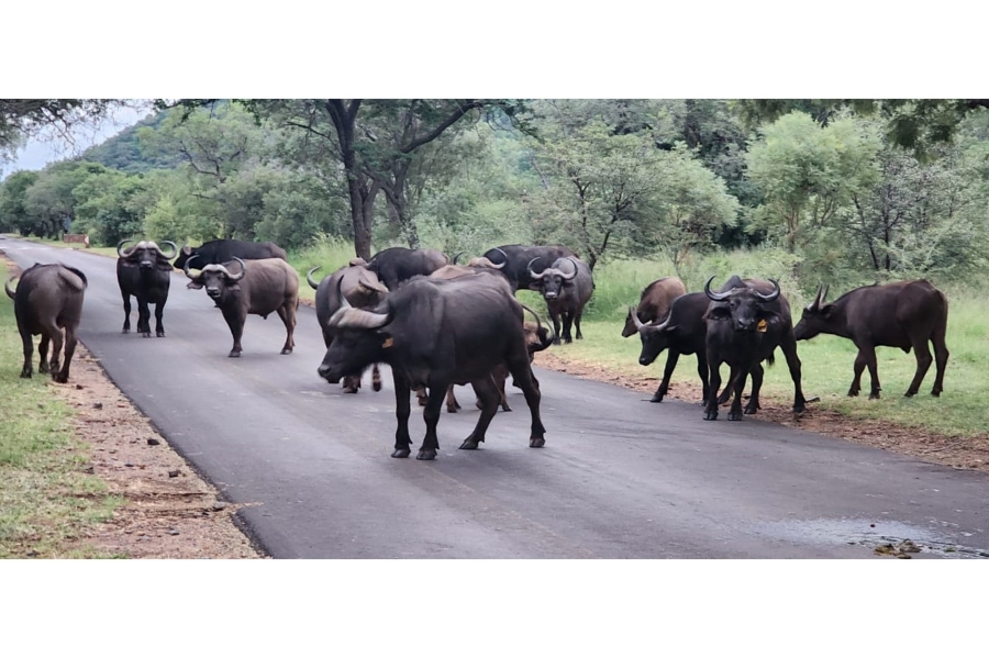 4 Bedroom Property for Sale in Zwartkloof Private Game Reserve Limpopo