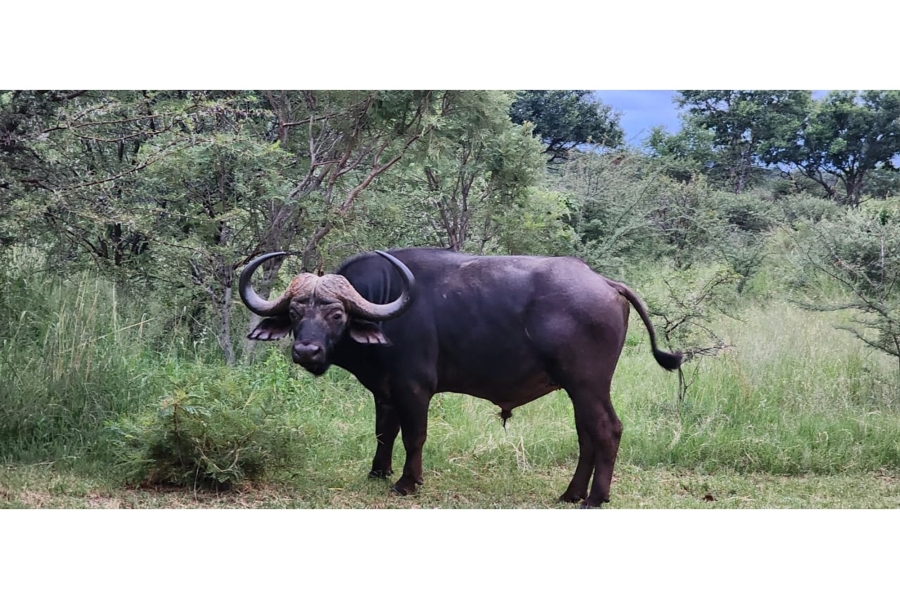 4 Bedroom Property for Sale in Zwartkloof Private Game Reserve Limpopo