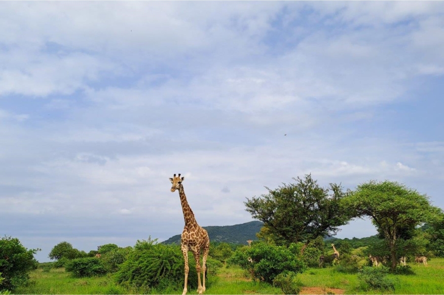 4 Bedroom Property for Sale in Zwartkloof Private Game Reserve Limpopo