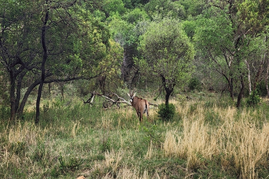 4 Bedroom Property for Sale in Zwartkloof Private Game Reserve Limpopo