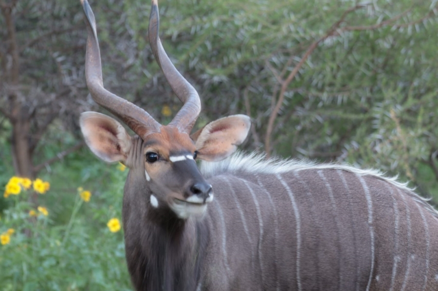 4 Bedroom Property for Sale in Zwartkloof Private Game Reserve Limpopo