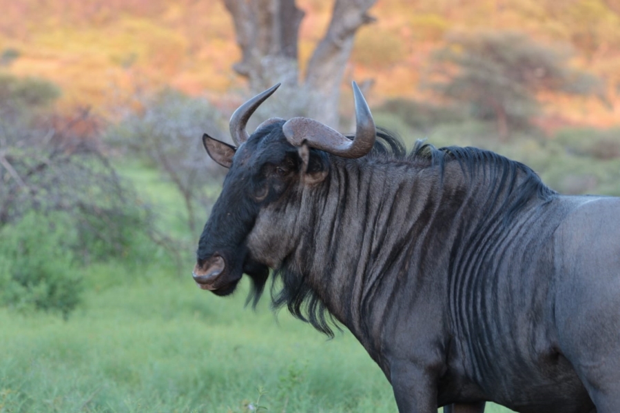 4 Bedroom Property for Sale in Zwartkloof Private Game Reserve Limpopo