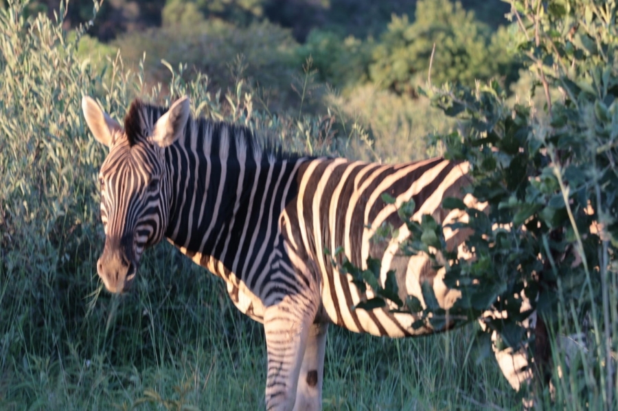 4 Bedroom Property for Sale in Zwartkloof Private Game Reserve Limpopo