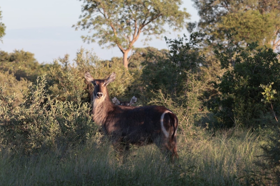 4 Bedroom Property for Sale in Zwartkloof Private Game Reserve Limpopo