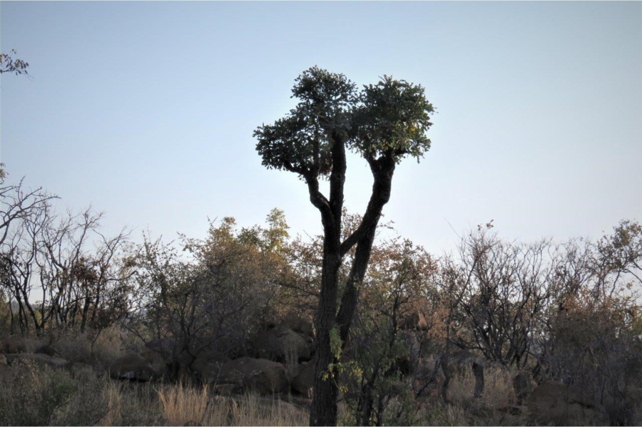 4 Bedroom Property for Sale in Zwartkloof Private Game Reserve Limpopo