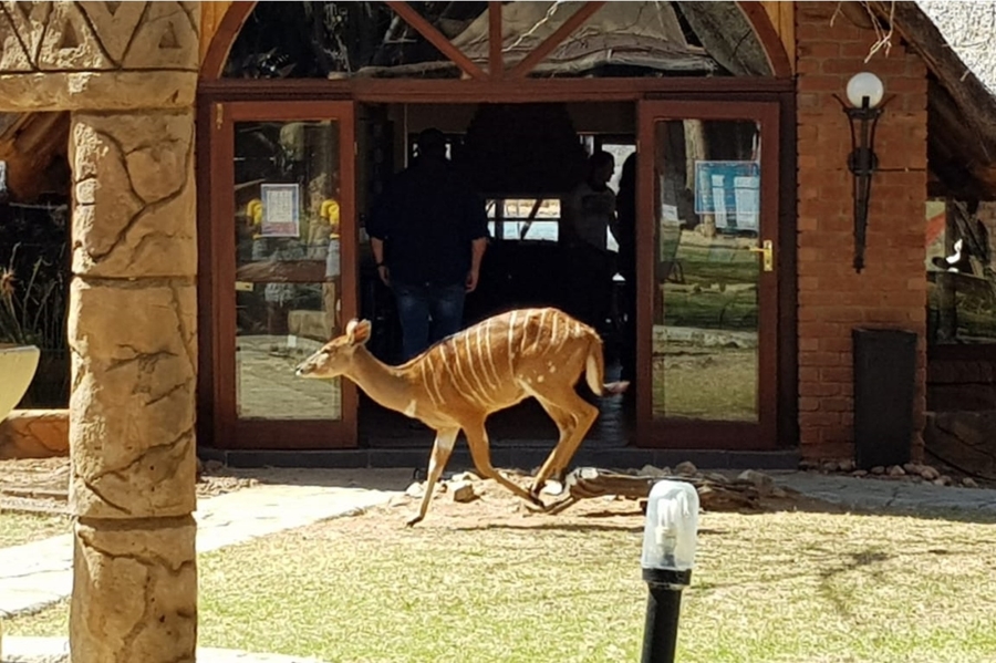 0 Bedroom Property for Sale in Ditholo Wildlife Estate Limpopo