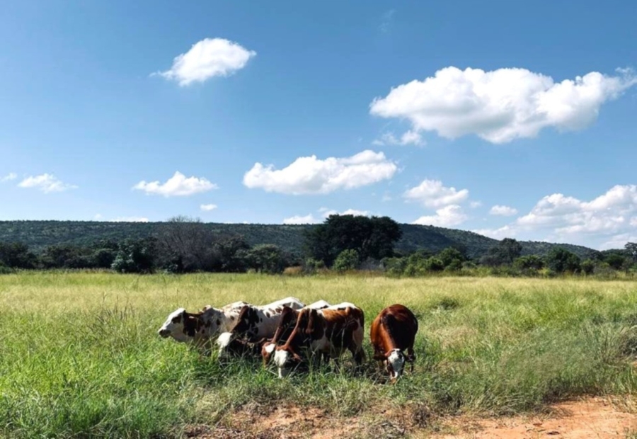 3 Bedroom Property for Sale in Modimolle Limpopo