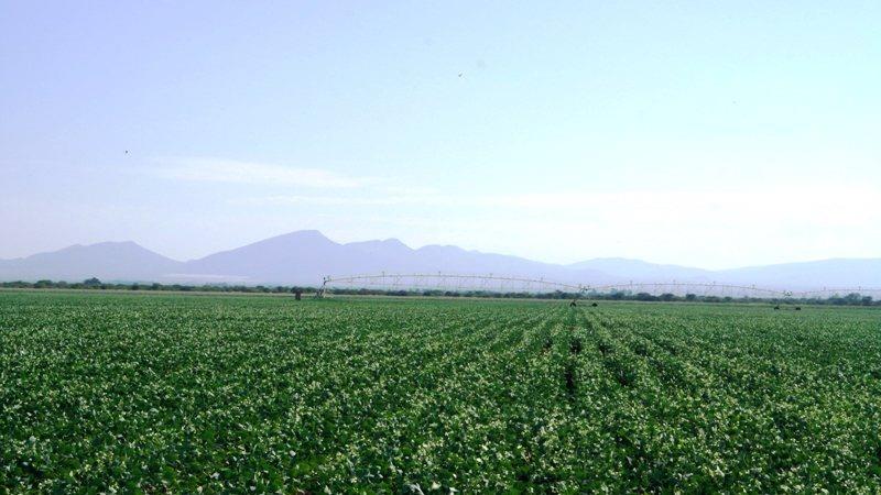 4 Bedroom Property for Sale in Roedtan Limpopo