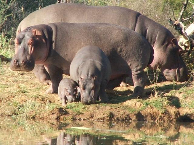 0 Bedroom Property for Sale in Ditholo Wildlife Estate Limpopo