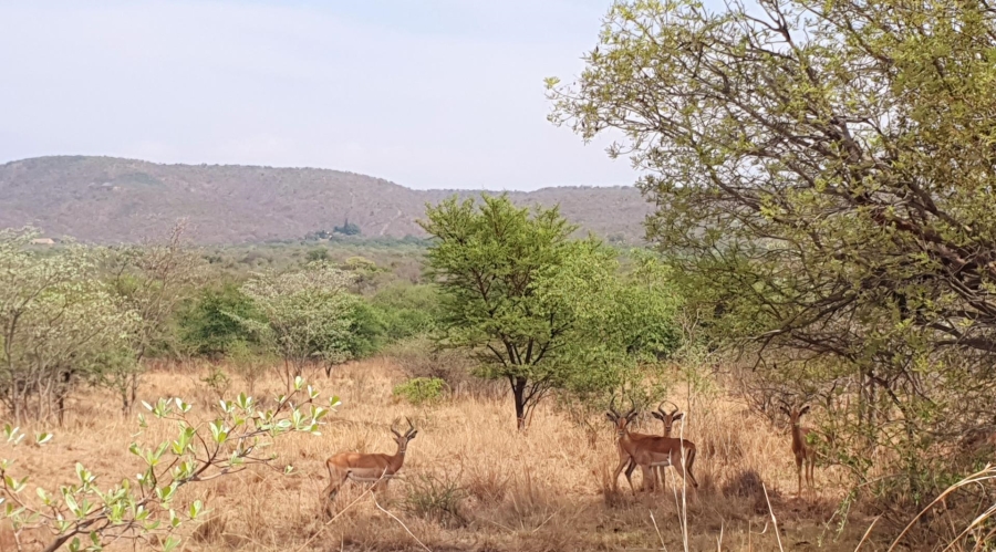 4 Bedroom Property for Sale in Mookgopong Limpopo