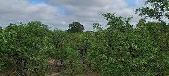 Commercial Property for Sale in Musina Limpopo