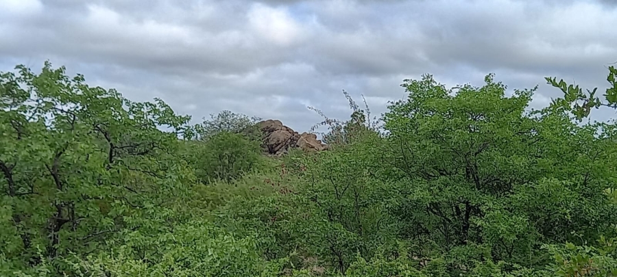 Commercial Property for Sale in Musina Limpopo