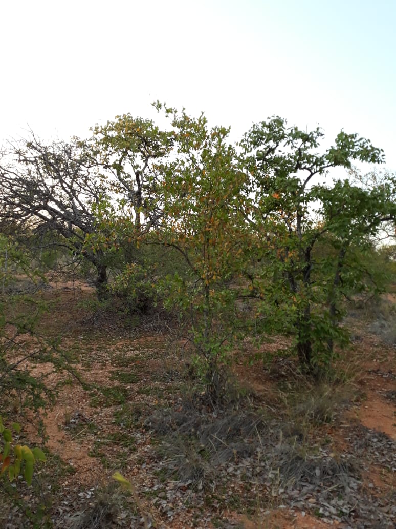 Commercial Property for Sale in Musina Limpopo