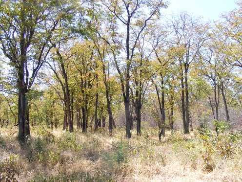 Commercial Property for Sale in Musina Limpopo
