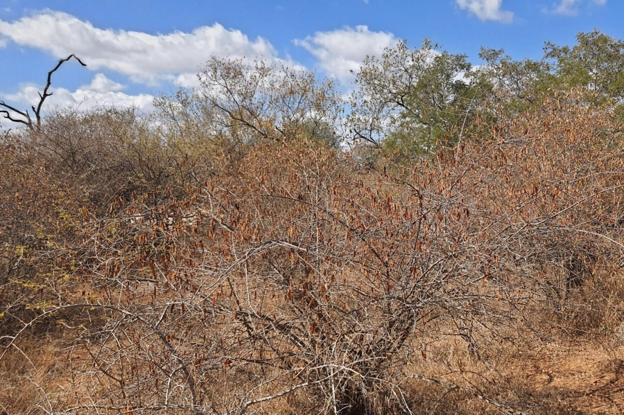 0 Bedroom Property for Sale in Raptors View Wildlife Estate Limpopo