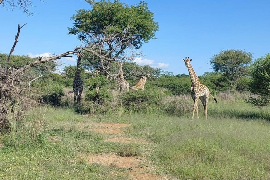 0 Bedroom Property for Sale in Ditholo Wildlife Estate Limpopo