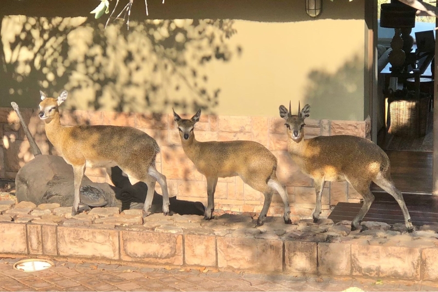 4 Bedroom Property for Sale in Mokaikai Private Nature Reserve Limpopo